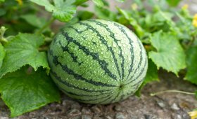 What-we-should-know-about-watermelon-cultivation