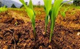 Suitable-soil-for-corn-cultivation
