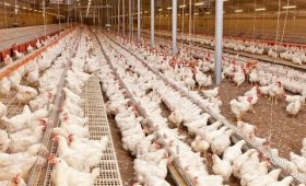 Iran-s-poultry-industry-is-expanded-but-underdeveloped-
