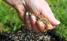 how-to-plant-grass-seed
