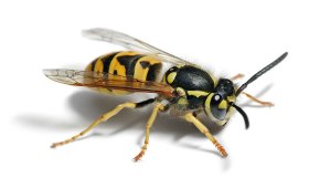 آفت-زنبورهای-زرد-برای-کندوهای-زنبور-عسل