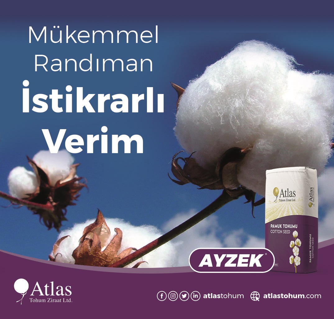 AYZEK-cotton-seed 