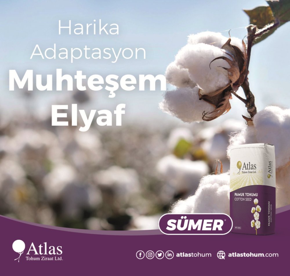SUMER-cotton-seed 