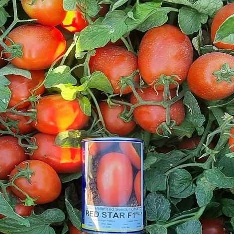 Hybrid-Tomato-Seed-RED-STAR-5000-Seed 