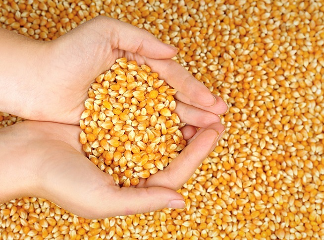 بذر ذرت خارجی از بهترین بذر ذرت های بازار ایران است