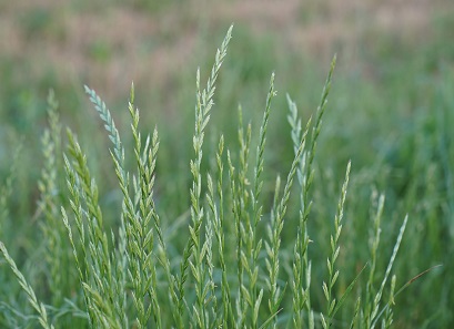 بذر چمن لولیوم پرن (چچم)