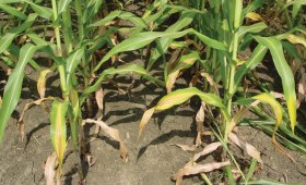 The-effect-of-urea-fertilizer-for-corn