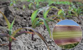 The-importance-of-using-phosphorus-fertilizer-in-corn