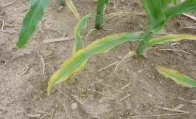 The-effect-of-Potassium-fertilizer-on-corn-seeding
