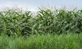 Corn-field-weed-control-methods