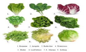 Getting-to-know-different-varieties-of-lettuce