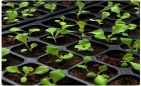 Benefits-of-lettuce-seedlings