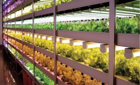 Advantages-of-growing-lettuce-in-vertical-farming