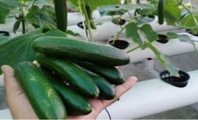 All-about-hydroponic-planting-of-cucumbers