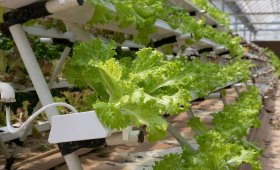 Advantages-and-disadvantages-of-hydroponic-cultivation