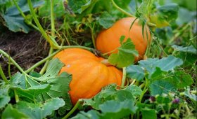 Pumpkin-plant-nutrition-program