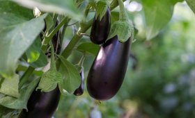 Why-are-some-eggplants-bitter