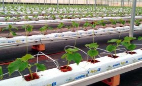 Cucumber-food-program-in-hydroponic-cultivation