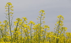 All-about-canola