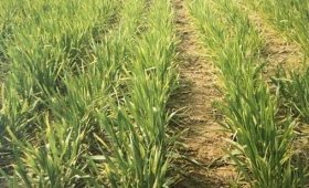 The-vital-role-of-fertilizers-in-wheat-cultivation