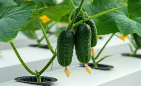 Hydroponic-cultivation-of-cucumber-a-new-and-efficient-solution