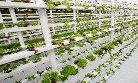 Advantages-and-disadvantages-of-hydroponic-cultivation