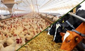 The-price-of-all-kinds-of-livestock-inputs-and-agricultural-products-on-ABAN-19-1403