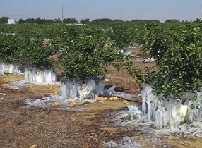 علایم سرمازدگی در مرکبات