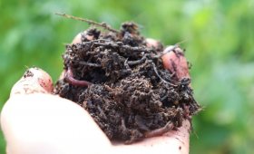 Making-rotted-manure