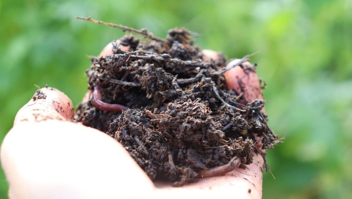 ۶ مرحله اصولی برای طرز درست کردن کود دامی پوسیده با کیفیت بالا