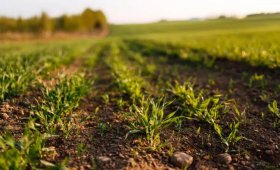 The-effect-of-Biofield-Organ-liquid-organic-fertilizer-on-better-wheat-growth-and-increased-farm-yield