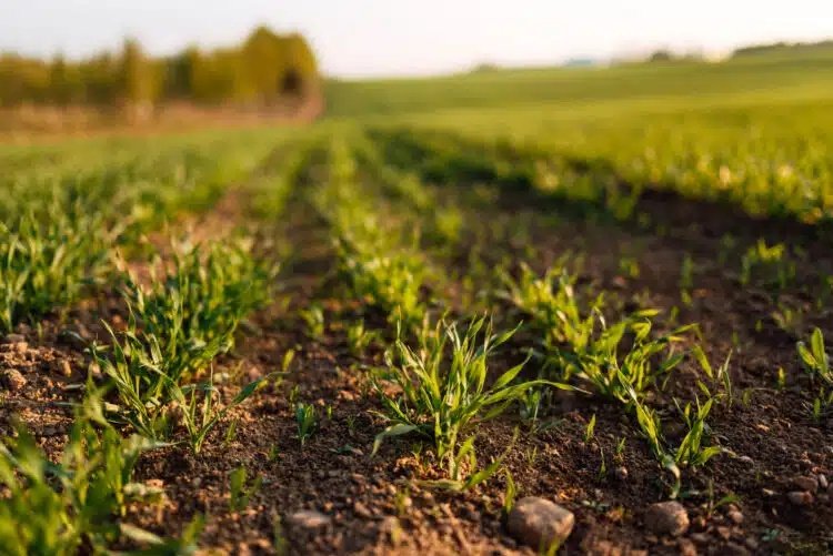 تأثیر کود آلی مایع بیوفیلد ارگان در رشد بهتر گندم و افزایش عملکرد مزرعه