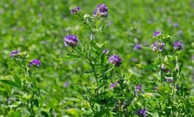 Benefits-of-using-Minocab-liquid-calcium-fertilizer-in-alfalfa