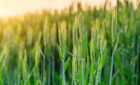 Benefits-of-using-Biofield-iron-chelate-fertilizer-in-wheat-cultivation