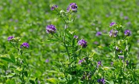 The-effect-of-Steem-Safe-micronutrient-fertilizer-on-better-alfalfa-growth