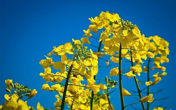 بهترین زمان‌های مصرف کود کلسیمی مینوکاب در کلزا