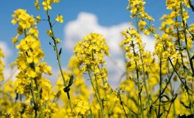 How-to-use-SteamSafe-micronutrient-fertilizer-in-canola-cultivation