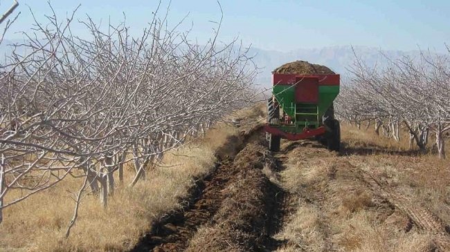 مزایای چالکود زمستانه درختان پسته