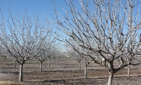 The-effect-of-using-miraculous-liquid-phosphorus-fertilizer-in-preventing-frostbite-of-pistachio-trees
