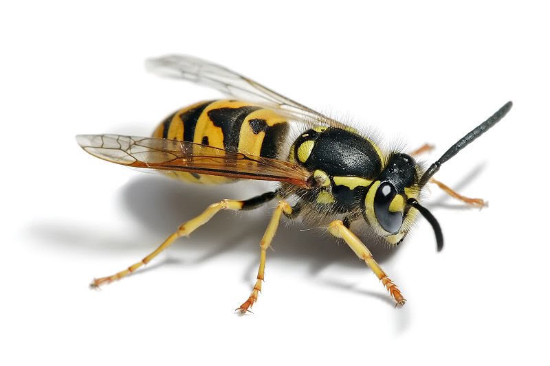 آفت زنبورهای زرد برای کندوهای زنبور عسل
