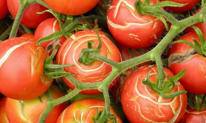 مهم ترین عوامل ترک خوردن گوجه فرنگی
